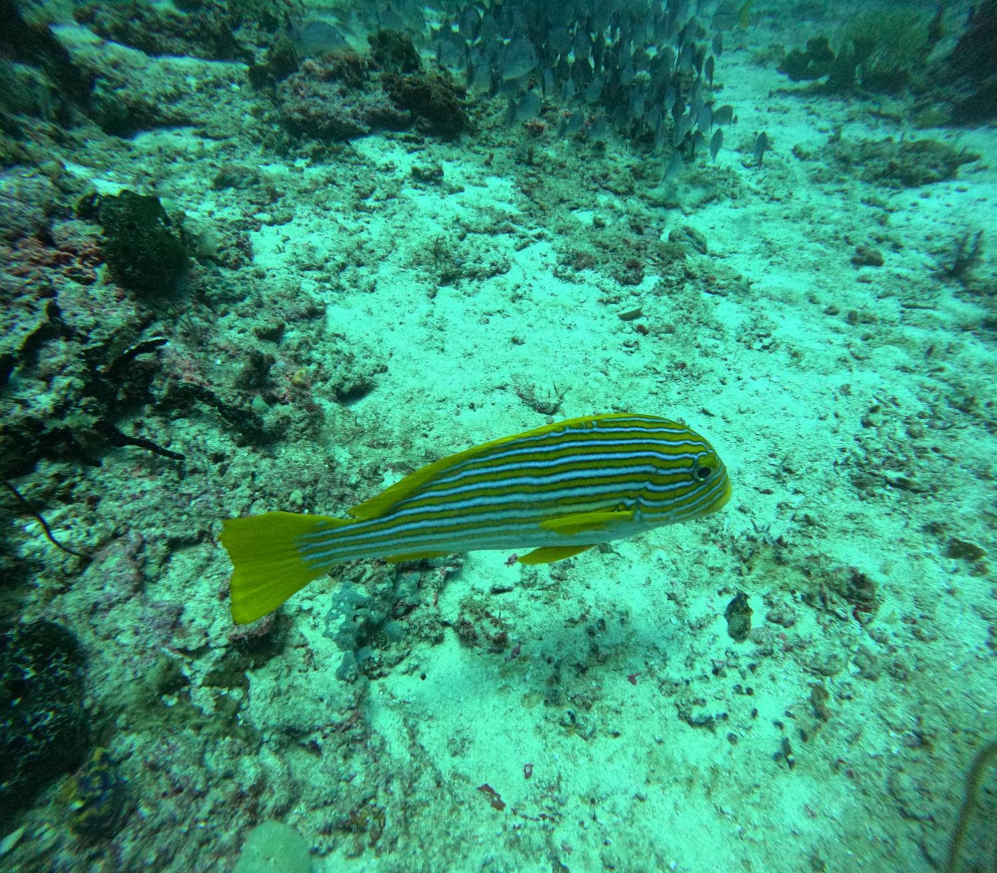 Amoryg Resort And Dive Raja Ampat Pulau Mansuar Exterior photo