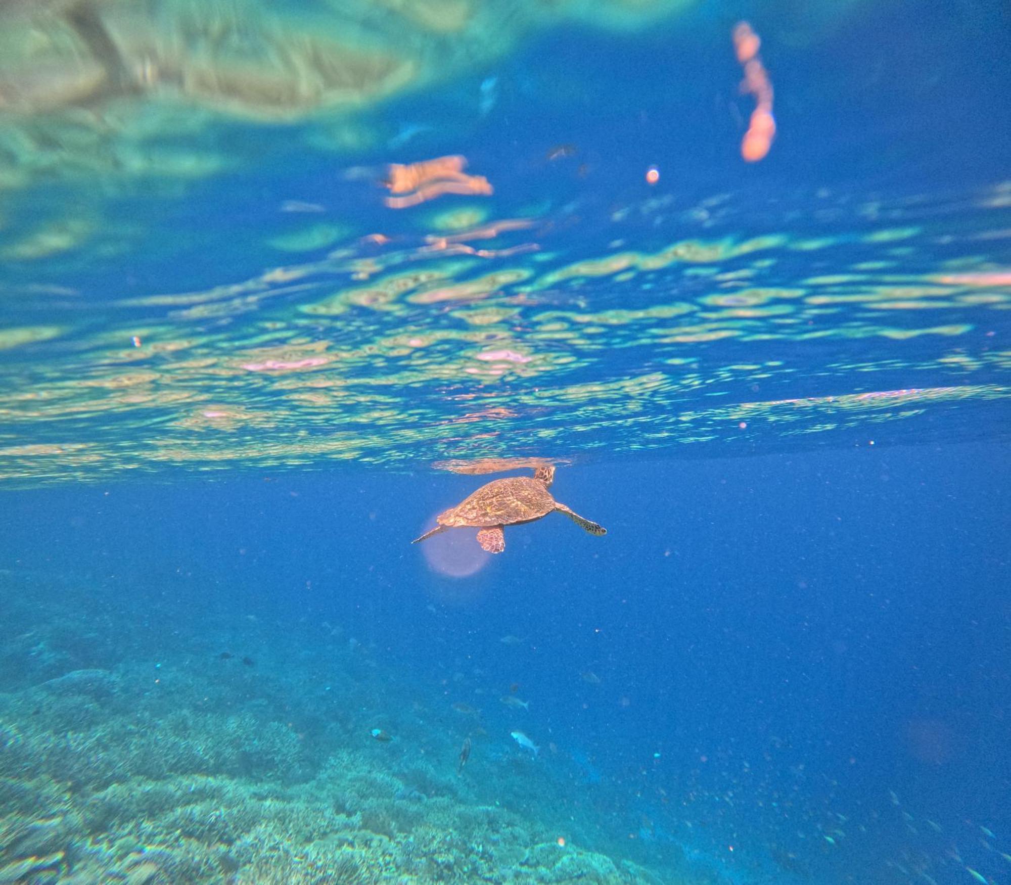 Amoryg Resort And Dive Raja Ampat Pulau Mansuar Exterior photo