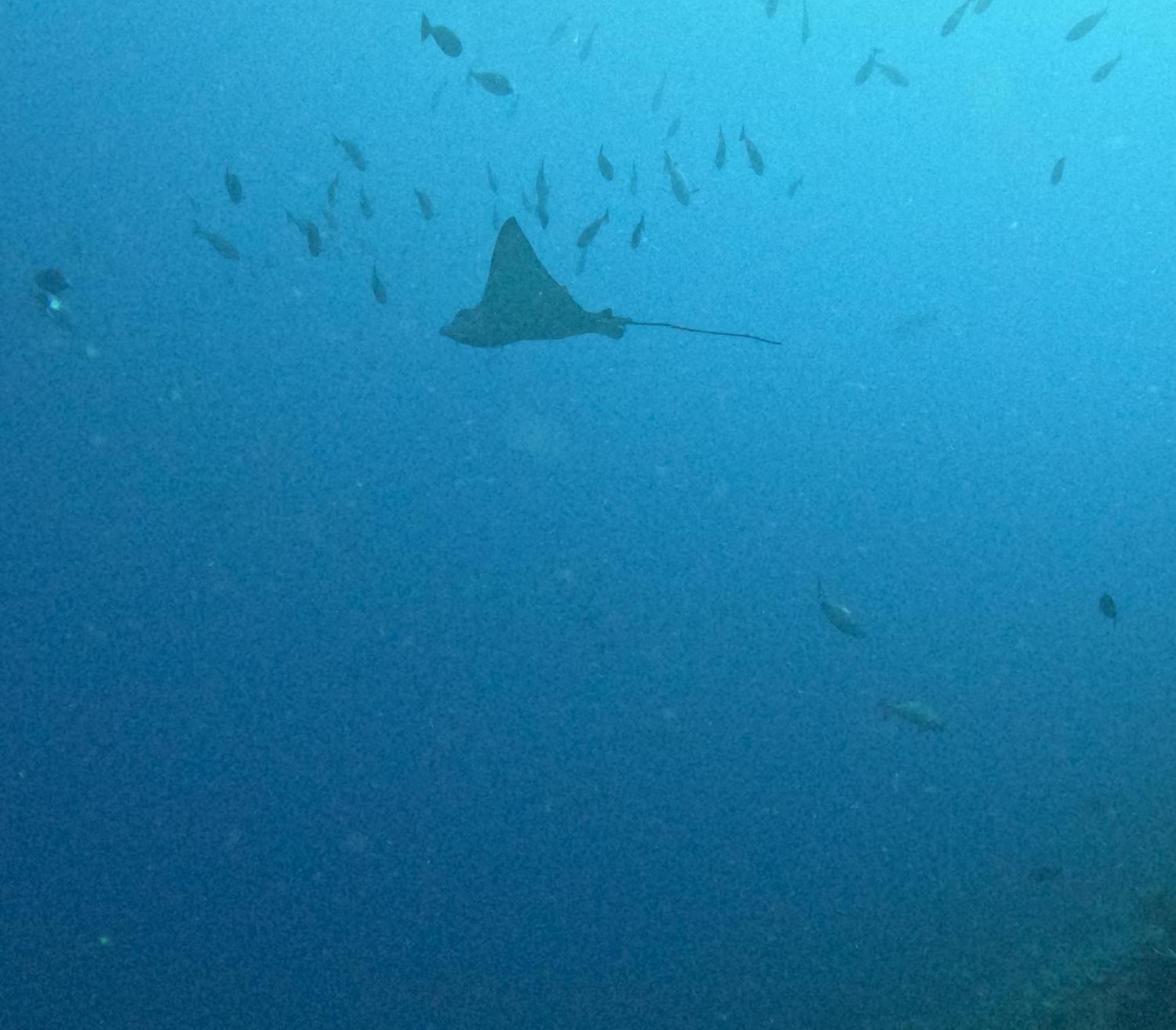 Amoryg Resort And Dive Raja Ampat Pulau Mansuar Exterior photo