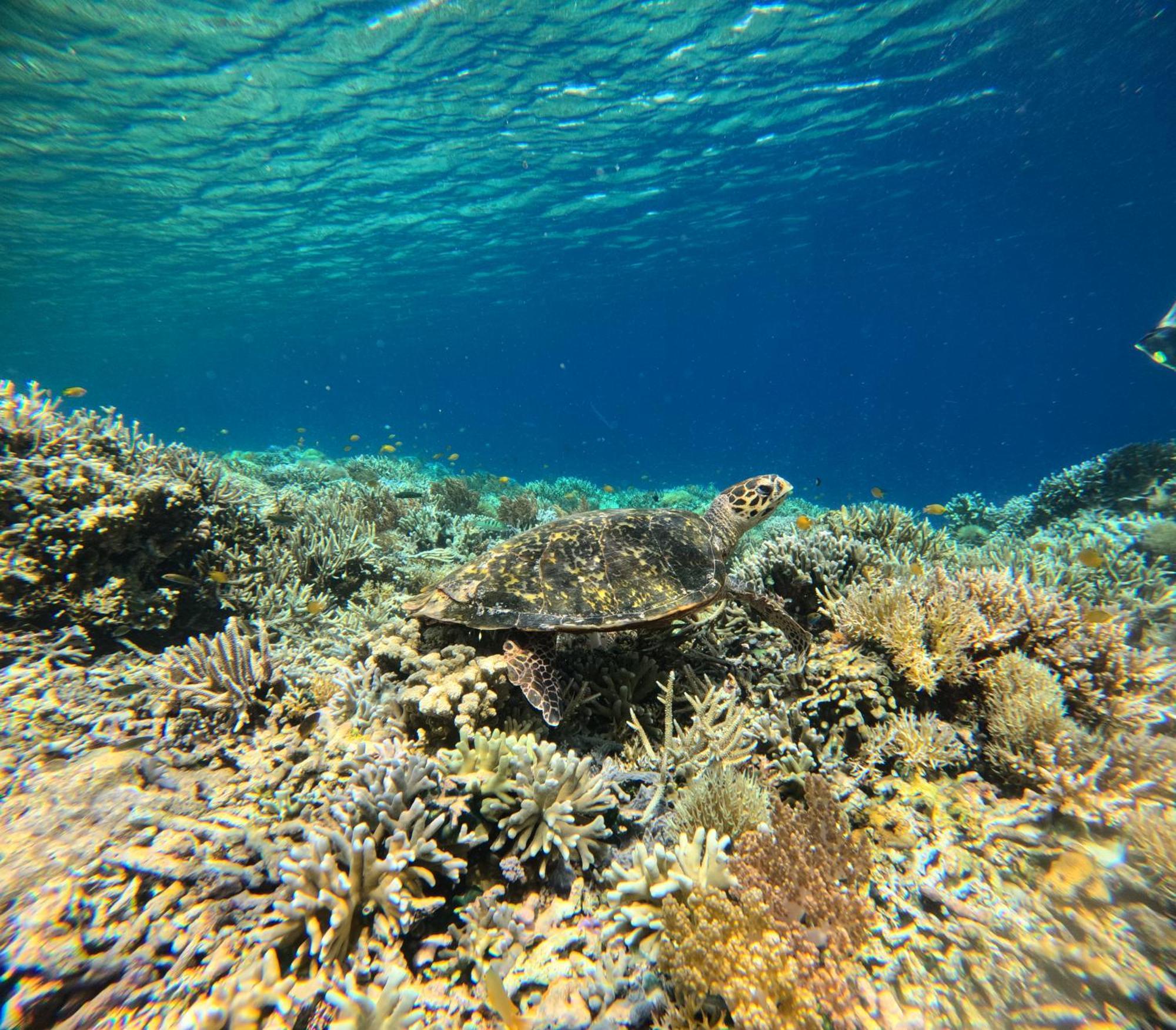 Amoryg Resort And Dive Raja Ampat Pulau Mansuar Exterior photo